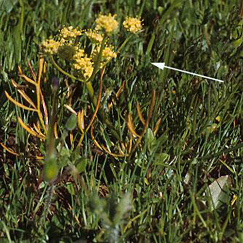 Biscuit Root or Lomatium