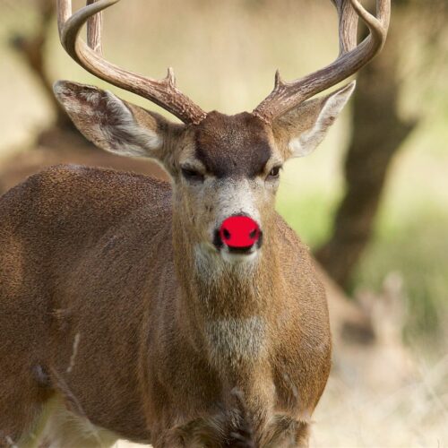 Wildlife Wednesday-Is that Rudolph?