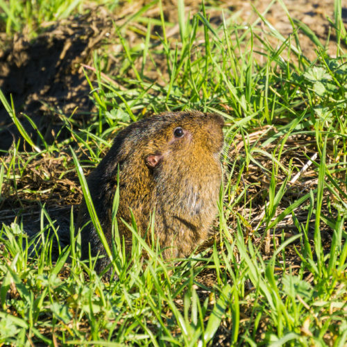Botta’s Pocket Gopher