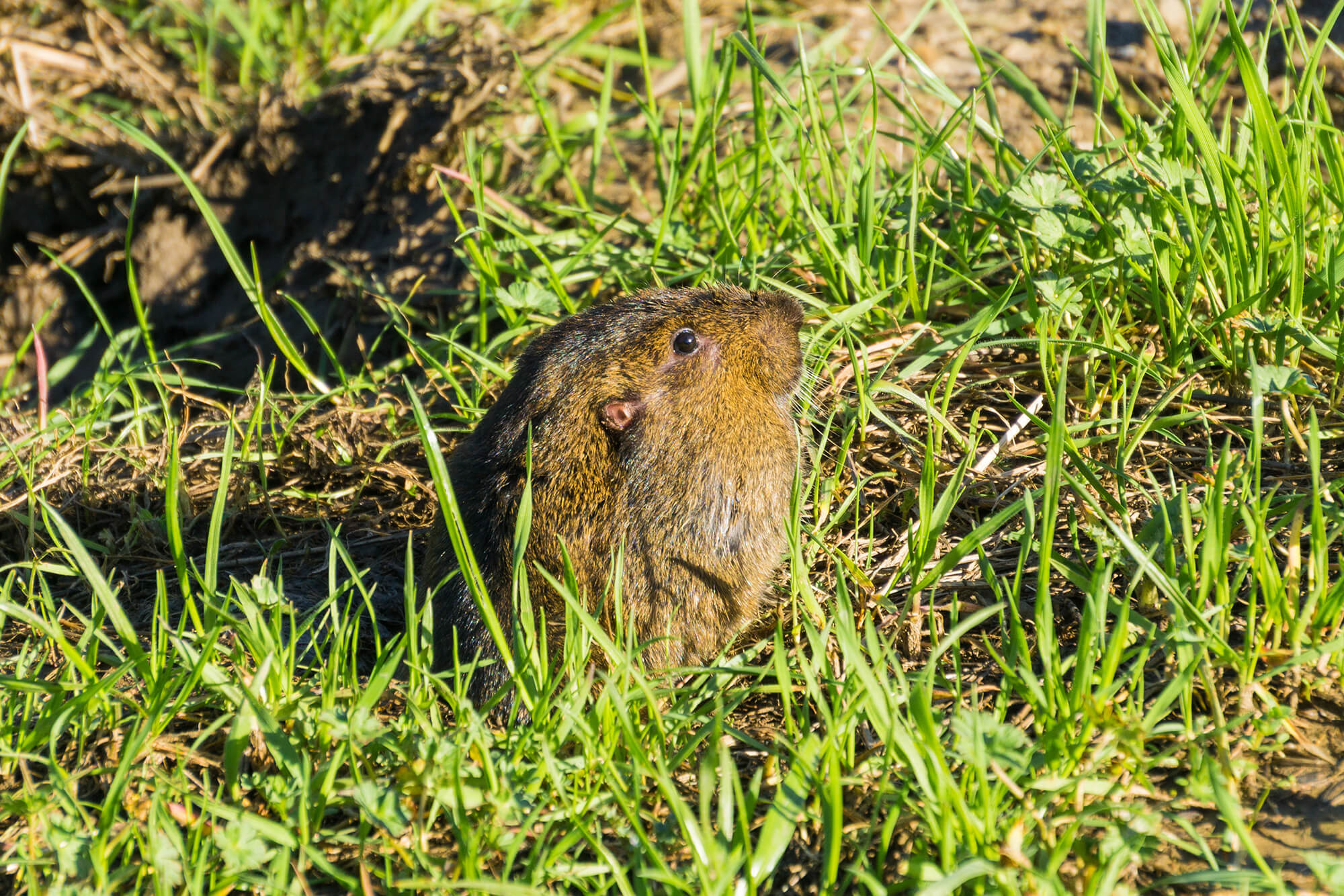 Botta's Pocket Gopher