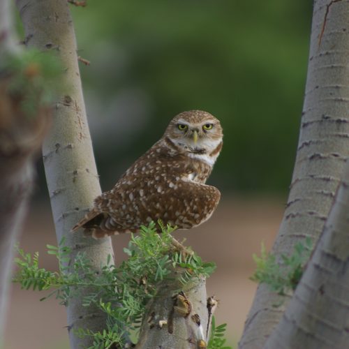 Burrowing Owl