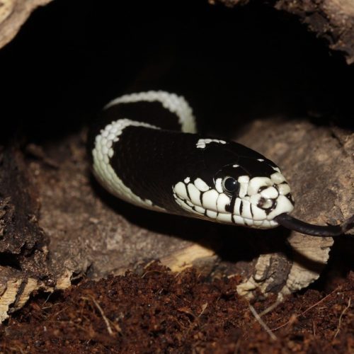 California Kingsnake