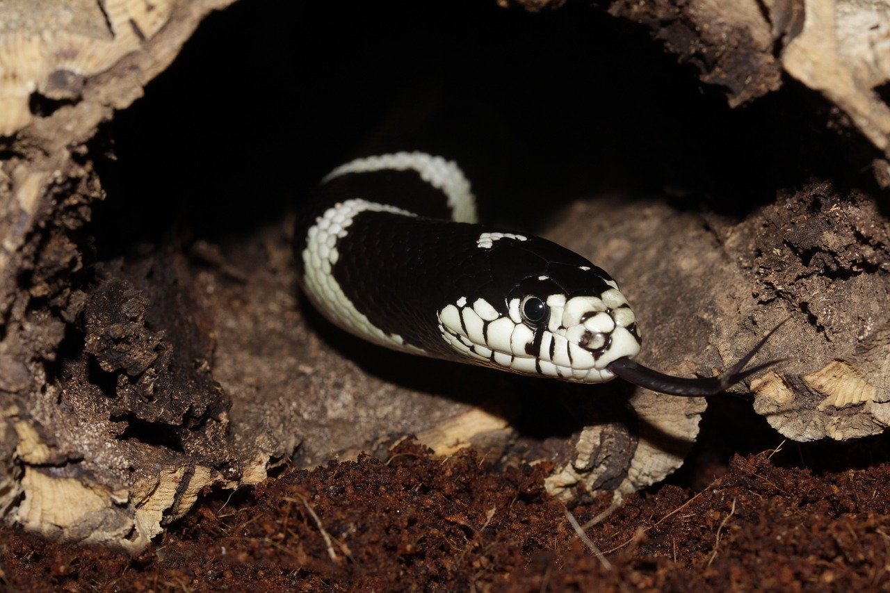 California Kingsnakes
