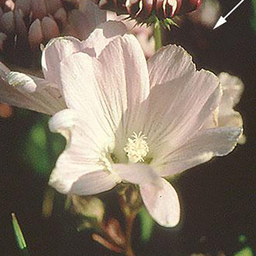 Checkerbloom