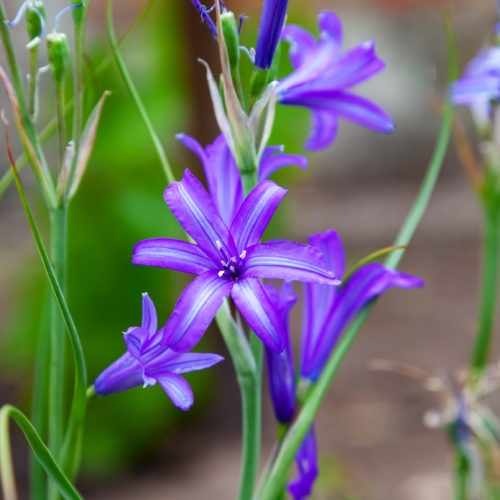 Elegant Brodiaea