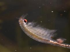 Fairy Shrimp