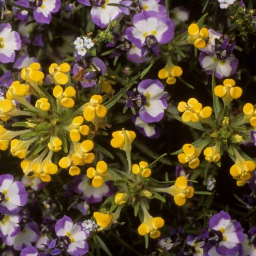 Field Owl’s-Clover