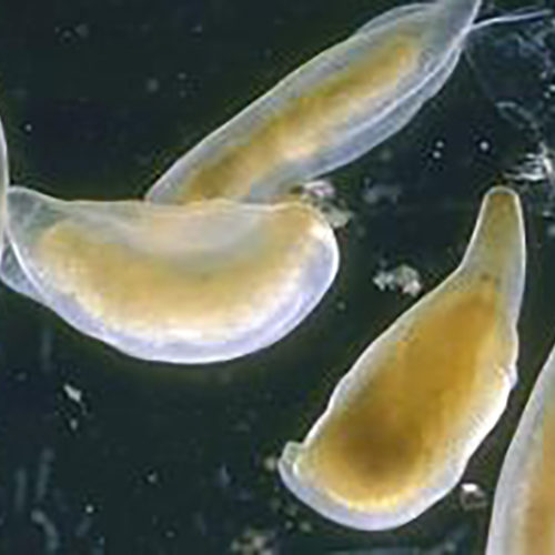 Flatworms