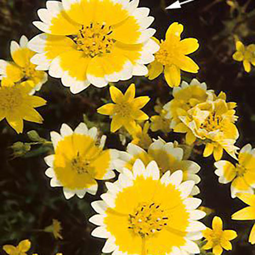 Fremont’s Tidy-tips