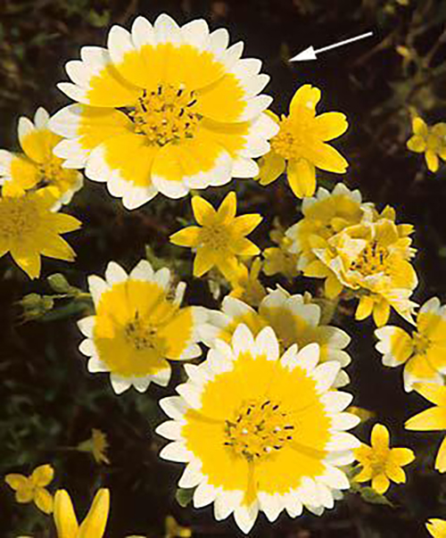 Fremont’s Tidy-tips