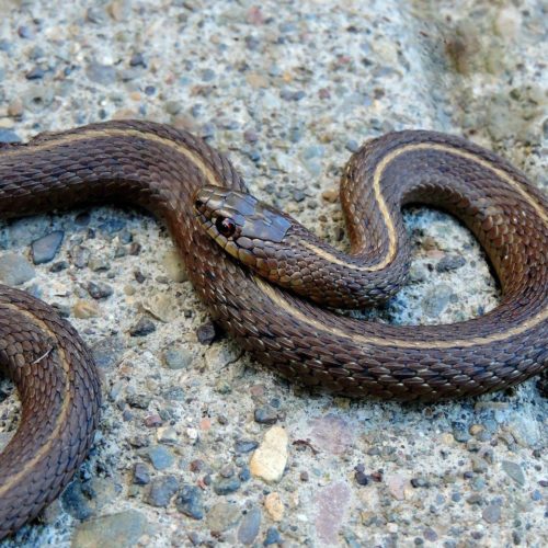 Garter Snake