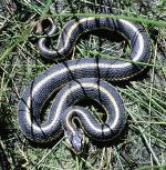 GarterSnake