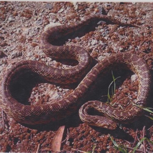 Gopher Snake