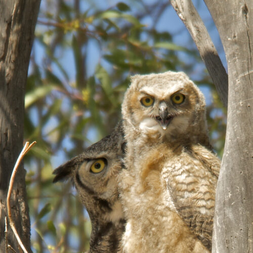 Great Horned Owl