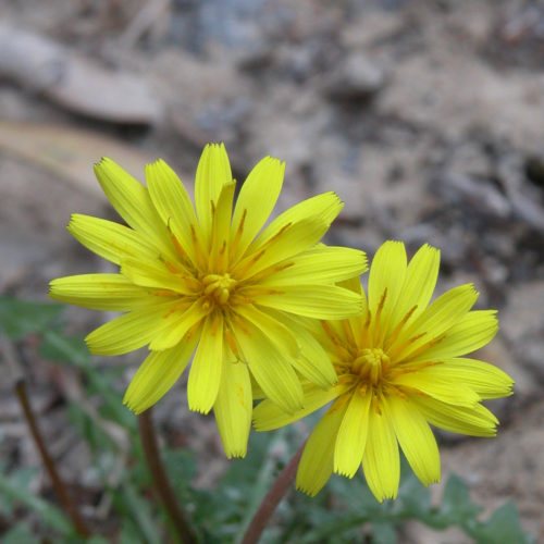 Hawkbit