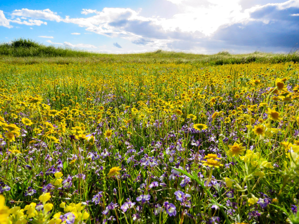 The flowering phase