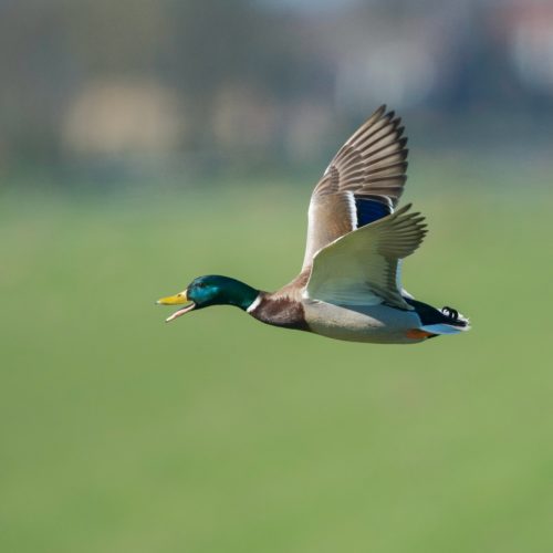 Mallard