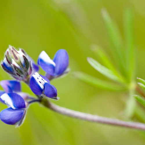 Miniature Lupine