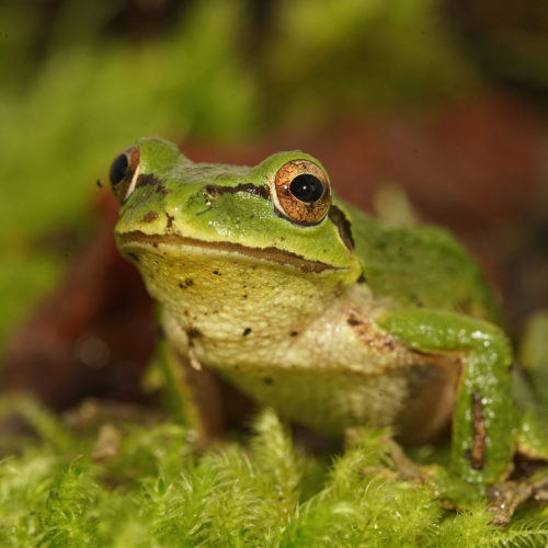 Pacific Chorus Frog
