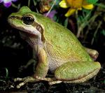 Pacific_chorus_frog_with_goldfields_and_downingia