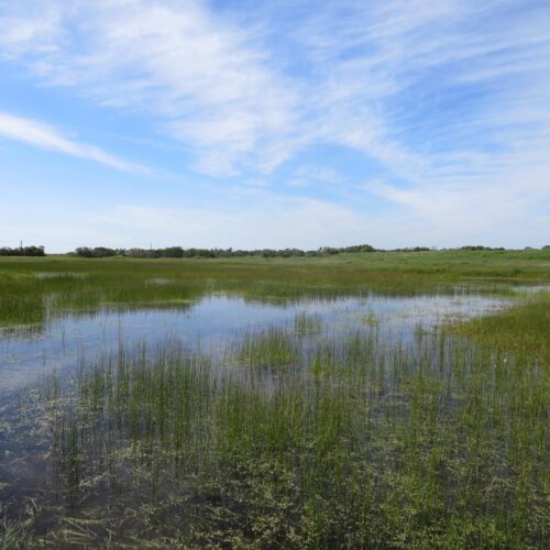 Vernal Pools