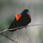RED-WINGED BLACKBIRD