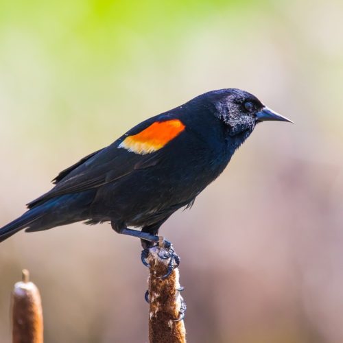 Red-winged Blackbird