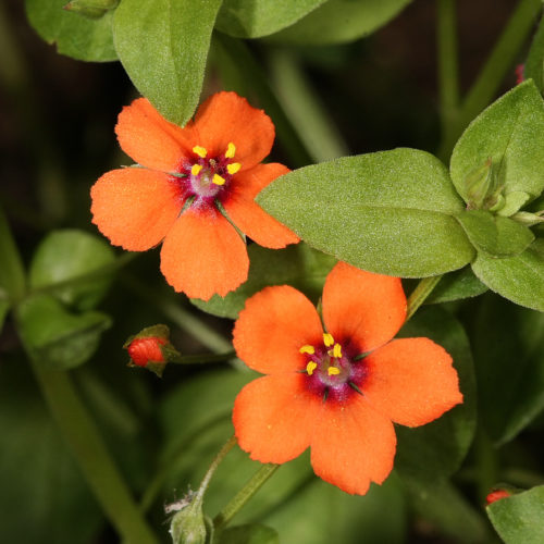 Scarlet Pimpernel