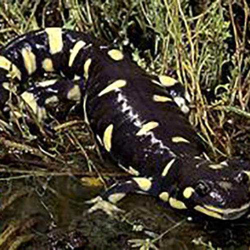 California Tiger Salamander