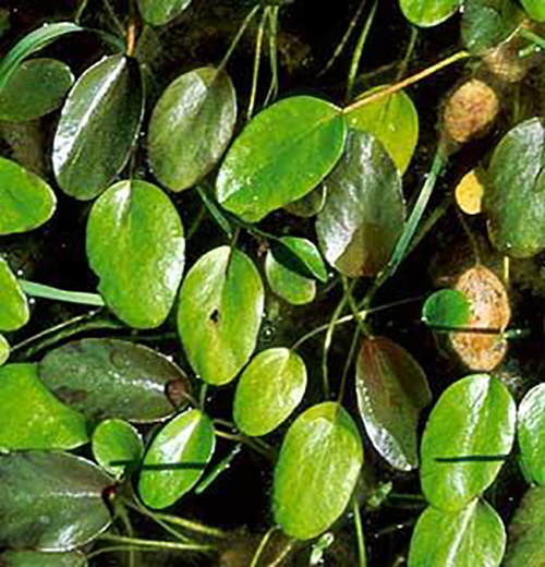 Vernal Pool Buttercup