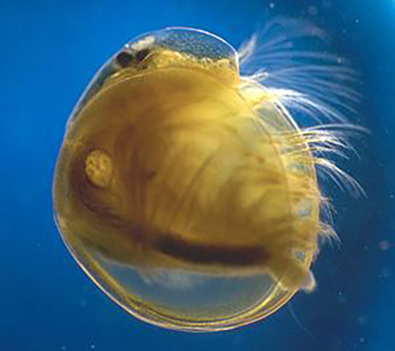 Vernal Pool Tadpole Shrimp