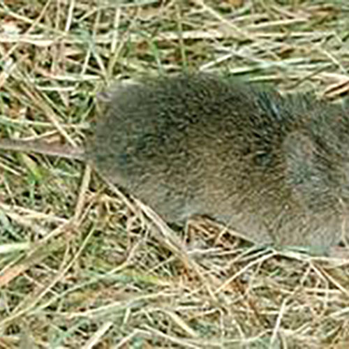 California Vole