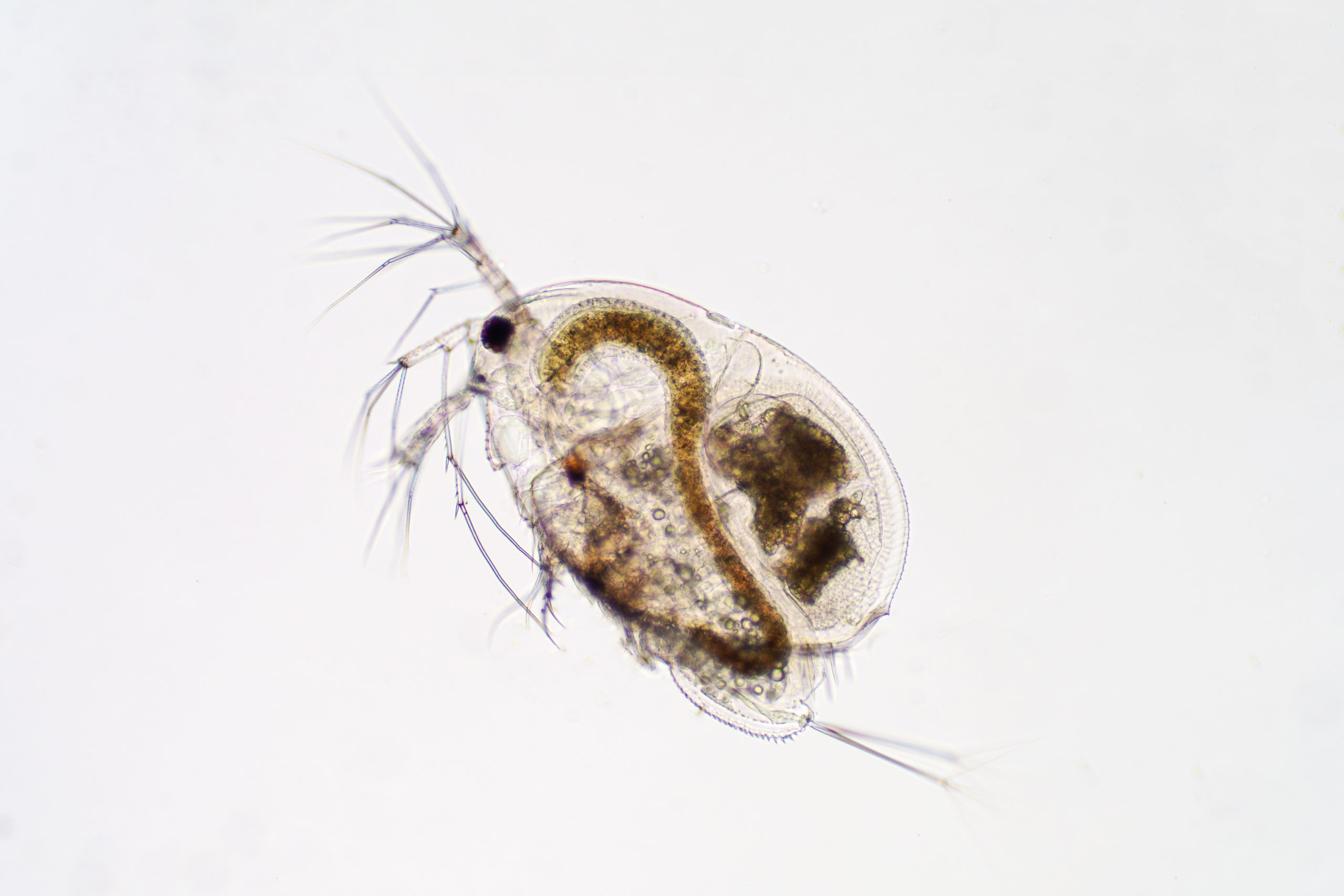 Water Flea