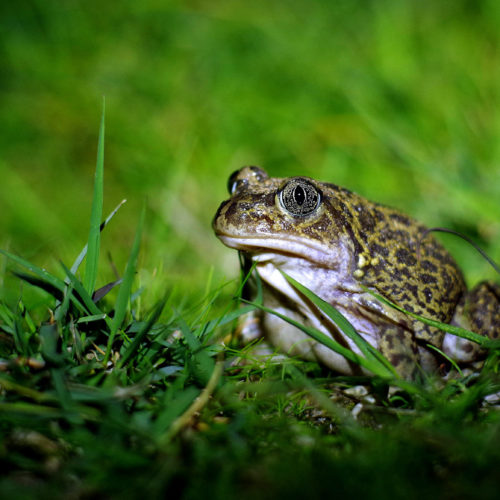 Western Spadefoot