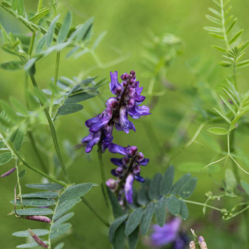 Winter Vetch