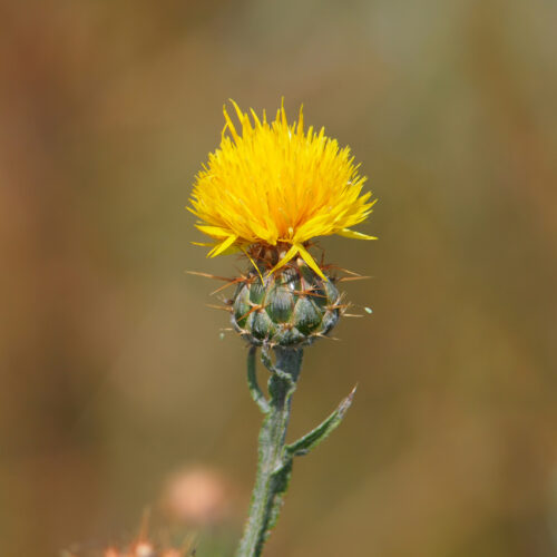 Yellow Star-thistle