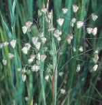 LITTLE QUAKING GRASS