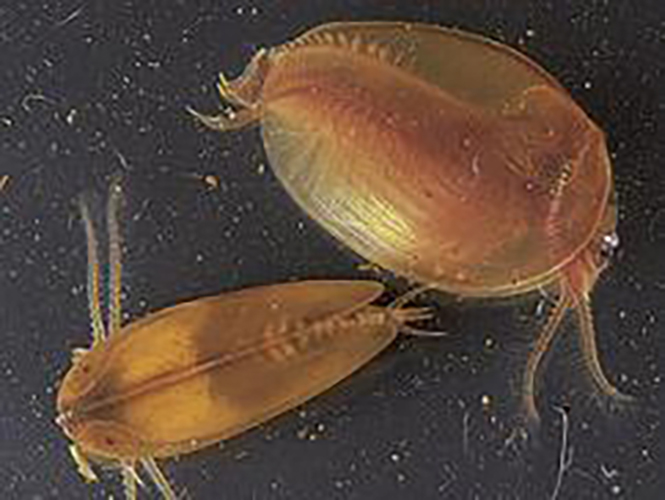 Clam shrimp