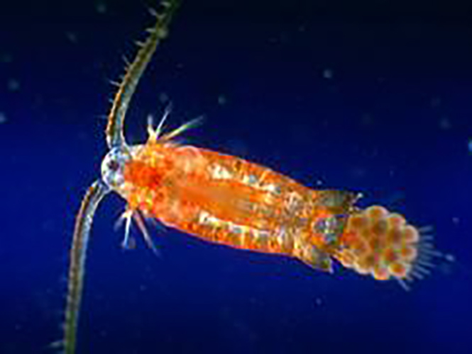 Copepods