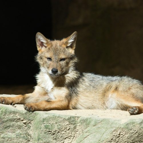 Coyote