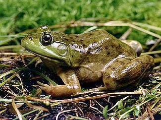 Bullfrog