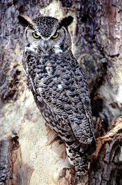 Great Horned Owl