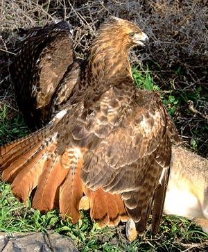 Red Tailed Hawk