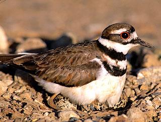 Killdeer