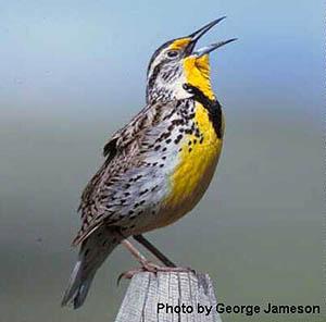 Western Meadowlark