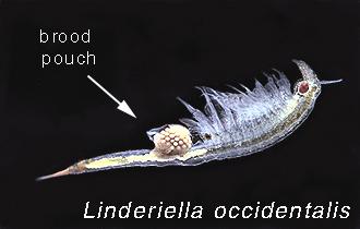 Fairy Shrimp