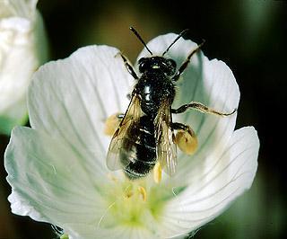 Solitary Bees