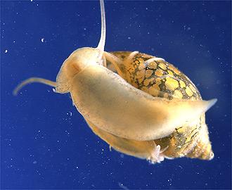 Aquatic Snails