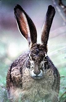 Jack rabbit