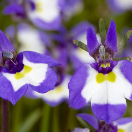 Downingia or Calico Flowers